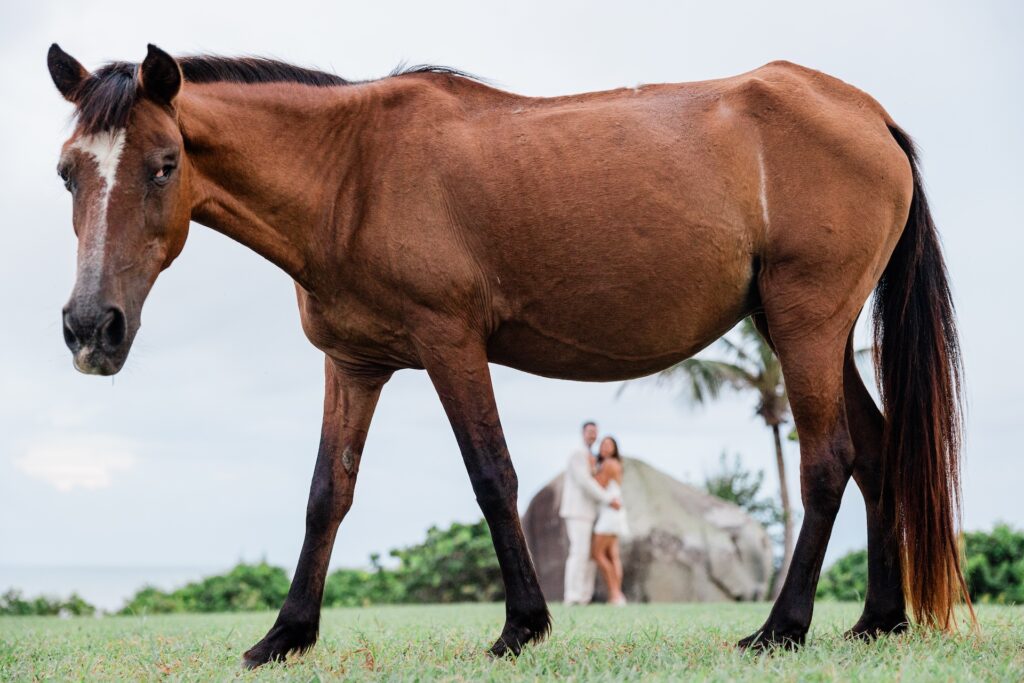 Wedding Couple with Horse in Foreground at Blue Horizon, Vieques, Puerto Rico